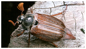 cockchaffer1